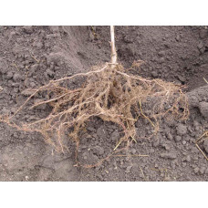 Черешня Жовточок | Черешня Желточек | Prunus avium Yolk