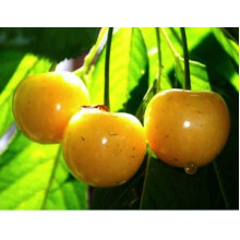 Черешня Жовточок | Черешня Желточек | Prunus avium Yolk