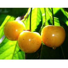 Черешня Жовточок | Черешня Желточек | Prunus avium Yolk