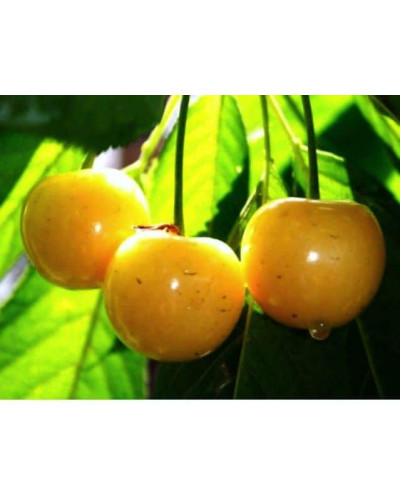 Черешня Жовточок | Черешня Желточек | Prunus avium Yolk
