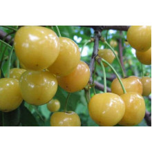 Черешня Жовточок | Черешня Желточек | Prunus avium Yolk
