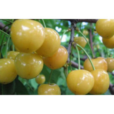 Черешня Жовточок | Черешня Желточек | Prunus avium Yolk