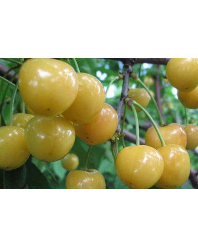 Черешня Жовточок | Черешня Желточек | Prunus avium Yolk