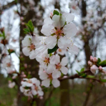 Черешня Жовточок | Черешня Желточек | Prunus avium Yolk