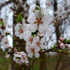 Черешня Жовточок | Черешня Желточек | Prunus avium Yolk