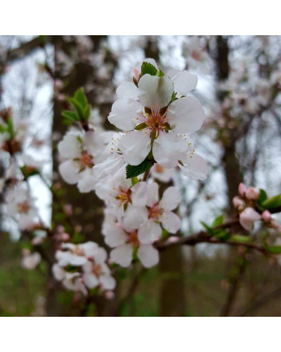 Черешня Жовточок | Черешня Желточек | Prunus avium Yolk