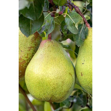Груша звичайна Бере Арданпон | Pyrus communis Bere Ardanpon | Груша обыкновенная Бере Арданпон