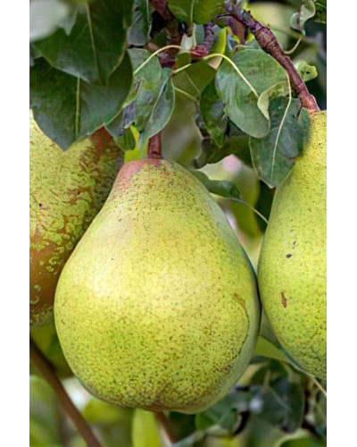 Груша звичайна Бере Арданпон | Pyrus communis Bere Ardanpon | Груша обыкновенная Бере Арданпон