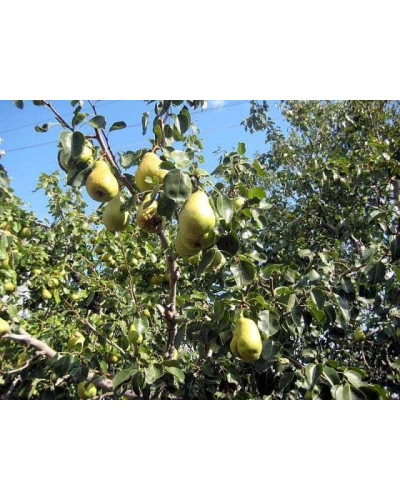 Груша звичайна Бере Арданпон | Pyrus communis Bere Ardanpon | Груша обыкновенная Бере Арданпон