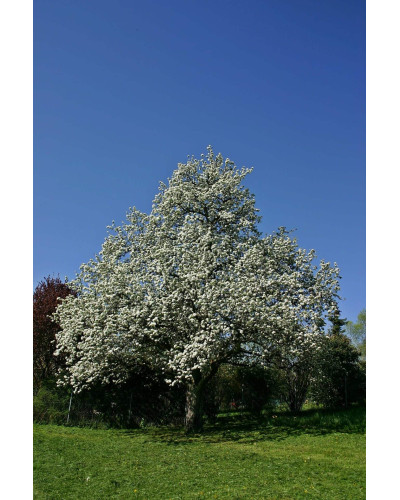 Груша звичайна Бере Арданпон | Pyrus communis Bere Ardanpon | Груша обыкновенная Бере Арданпон