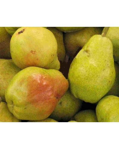 Груша звичайна Бере Арданпон | Pyrus communis Bere Ardanpon | Груша обыкновенная Бере Арданпон