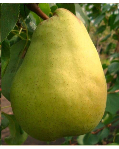 Груша звичайна Бере Арданпон | Pyrus communis Bere Ardanpon | Груша обыкновенная Бере Арданпон