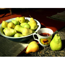 Груша звичайна Бере Арданпон | Pyrus communis Bere Ardanpon | Груша обыкновенная Бере Арданпон
