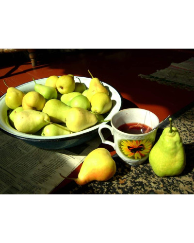 Груша звичайна Бере Арданпон | Pyrus communis Bere Ardanpon | Груша обыкновенная Бере Арданпон