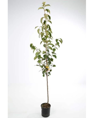 Груша звичайна Бере Арданпон | Pyrus communis Bere Ardanpon | Груша обыкновенная Бере Арданпон