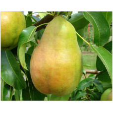Груша звичайна Бере Арданпон | Pyrus communis Bere Ardanpon | Груша обыкновенная Бере Арданпон