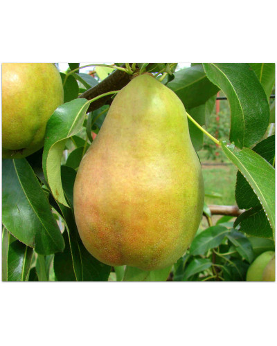 Груша звичайна Бере Арданпон | Pyrus communis Bere Ardanpon | Груша обыкновенная Бере Арданпон