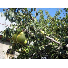 Груша звичайна Бере Арданпон | Pyrus communis Bere Ardanpon | Груша обыкновенная Бере Арданпон