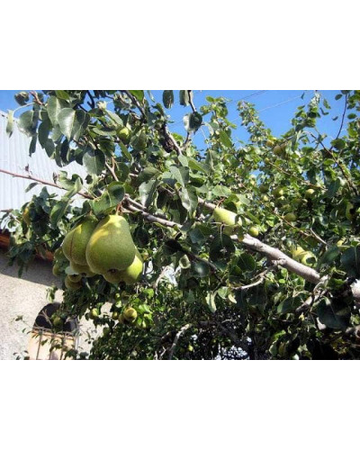 Груша звичайна Бере Арданпон | Pyrus communis Bere Ardanpon | Груша обыкновенная Бере Арданпон