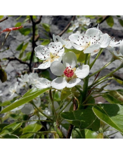 Груша звичайна Бере Арданпон | Pyrus communis Bere Ardanpon | Груша обыкновенная Бере Арданпон