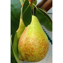 Груша звичайна Вижниця | Pyrus communis Vyzhnitsa | Груша обыкновенная Выжница