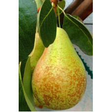 Груша звичайна Вижниця | Pyrus communis Vyzhnitsa | Груша обыкновенная Выжница