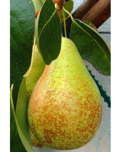 Груша звичайна Вижниця | Pyrus communis Vyzhnitsa | Груша обыкновенная Выжница
