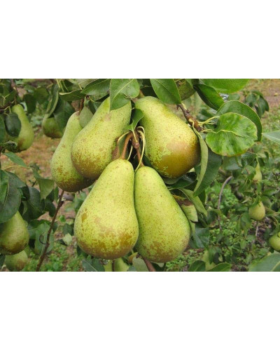 Груша звичайна Вижниця | Pyrus communis Vyzhnitsa | Груша обыкновенная Выжница