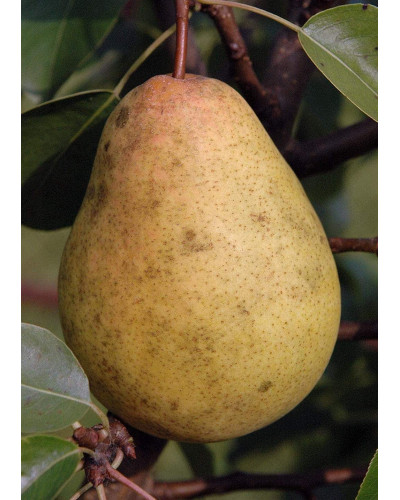 Груша звичайна Вижниця | Pyrus communis Vyzhnitsa | Груша обыкновенная Выжница