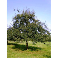 Груша звичайна Вижниця | Pyrus communis Vyzhnitsa | Груша обыкновенная Выжница
