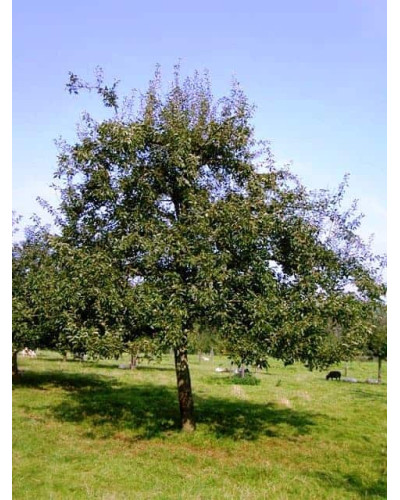 Груша звичайна Вижниця | Pyrus communis Vyzhnitsa | Груша обыкновенная Выжница
