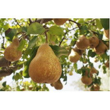 Груша звичайна Вижниця | Pyrus communis Vyzhnitsa | Груша обыкновенная Выжница