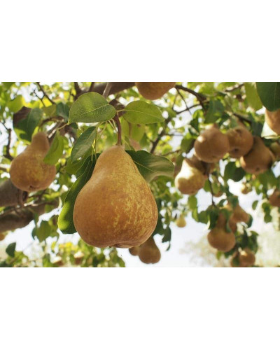 Груша звичайна Вижниця | Pyrus communis Vyzhnitsa | Груша обыкновенная Выжница