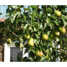 Груша звичайна Вижниця | Pyrus communis Vyzhnitsa | Груша обыкновенная Выжница