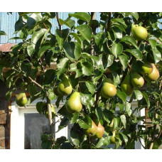 Груша звичайна Вижниця | Pyrus communis Vyzhnitsa | Груша обыкновенная Выжница