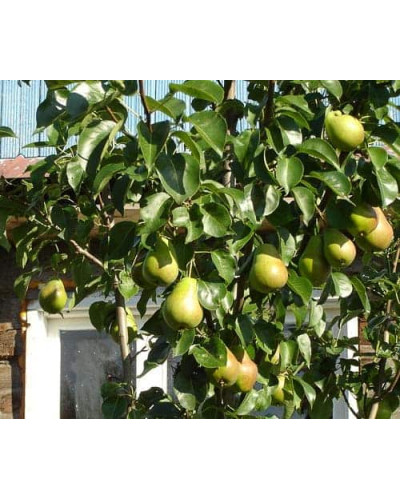 Груша звичайна Вижниця | Pyrus communis Vyzhnitsa | Груша обыкновенная Выжница