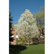 Груша звичайна Вижниця | Pyrus communis Vyzhnitsa | Груша обыкновенная Выжница