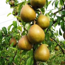 Груша звичайна Вижниця | Pyrus communis Vyzhnitsa | Груша обыкновенная Выжница