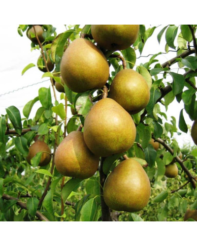 Груша звичайна Вижниця | Pyrus communis Vyzhnitsa | Груша обыкновенная Выжница