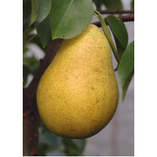 Груша звичайна Вижниця | Pyrus communis Vyzhnitsa | Груша обыкновенная Выжница