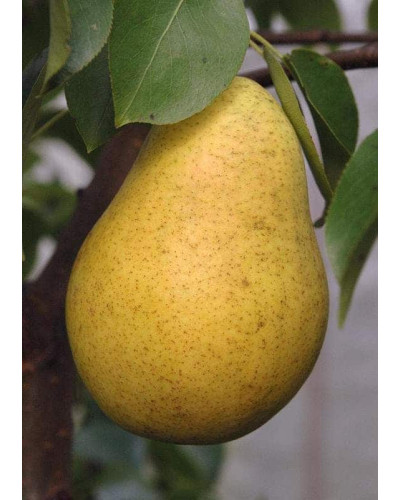 Груша звичайна Вижниця | Pyrus communis Vyzhnitsa | Груша обыкновенная Выжница