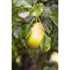 Груша звичайна Вікторія | Pyrus communis Victoria | Груша обыкновенная Виктория