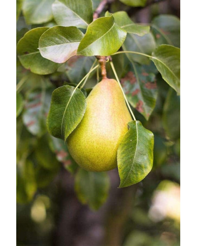 Груша звичайна Вікторія | Pyrus communis Victoria | Груша обыкновенная Виктория