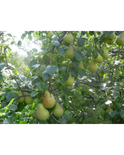 Груша звичайна Вікторія | Pyrus communis Victoria | Груша обыкновенная Виктория
