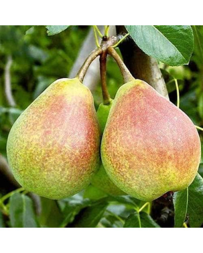 Груша звичайна Вікторія | Pyrus communis Victoria | Груша обыкновенная Виктория