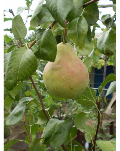 Груша звичайна Вікторія | Pyrus communis Victoria | Груша обыкновенная Виктория