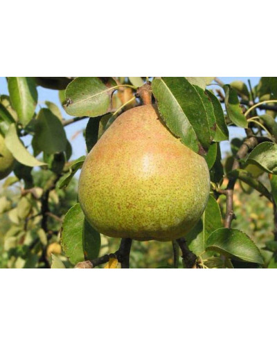 Груша звичайна Вікторія | Pyrus communis Victoria | Груша обыкновенная Виктория