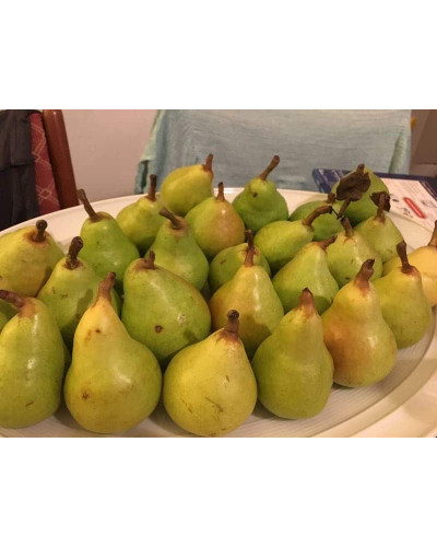 Груша звичайна Вікторія | Pyrus communis Victoria | Груша обыкновенная Виктория