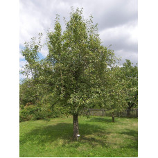 Груша звичайна Вікторія | Pyrus communis Victoria | Груша обыкновенная Виктория