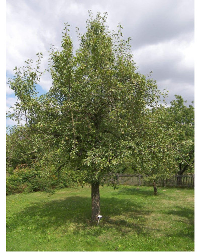 Груша звичайна Вікторія | Pyrus communis Victoria | Груша обыкновенная Виктория